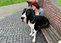 Een vrouw staat naast een zwarte bakfiets met een grijze hond in de laadbak.