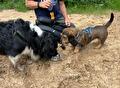 Twee mensen zitten met een kleine hond in een stoeltjeslift boven een bebost berglandschap