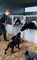 Een persoon in groene kleding staat naast een zwart hondje op stro. Het hondje kijkt naar kalveren achter metalen hekken; een emmer ligt op de grond.
